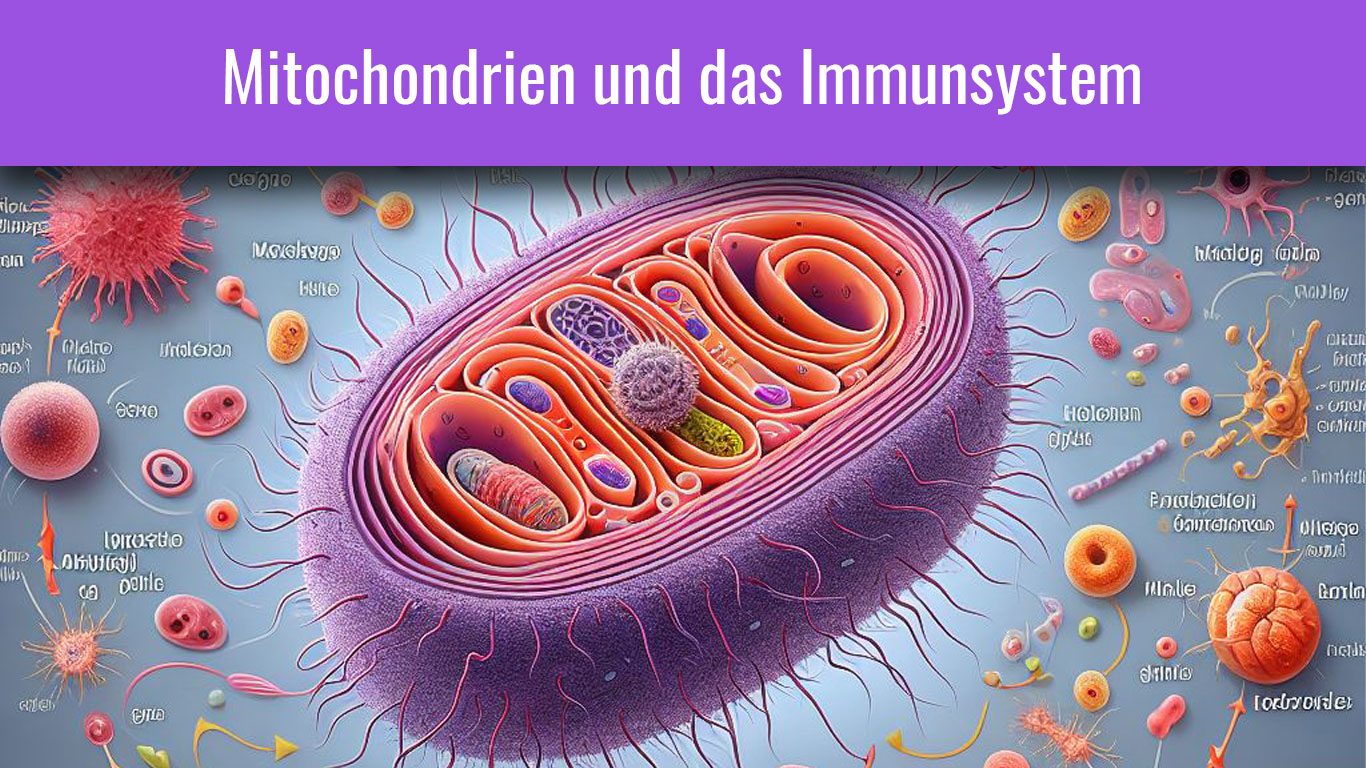 Mitochondrien und das Immunsystem